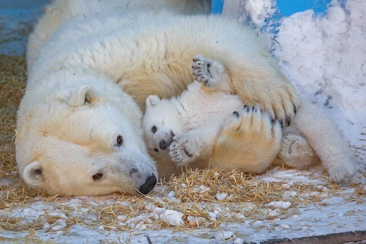 В Новосибирске с 1 апреля на летний график работы перешел зоопарк имени  Р.А. Шило