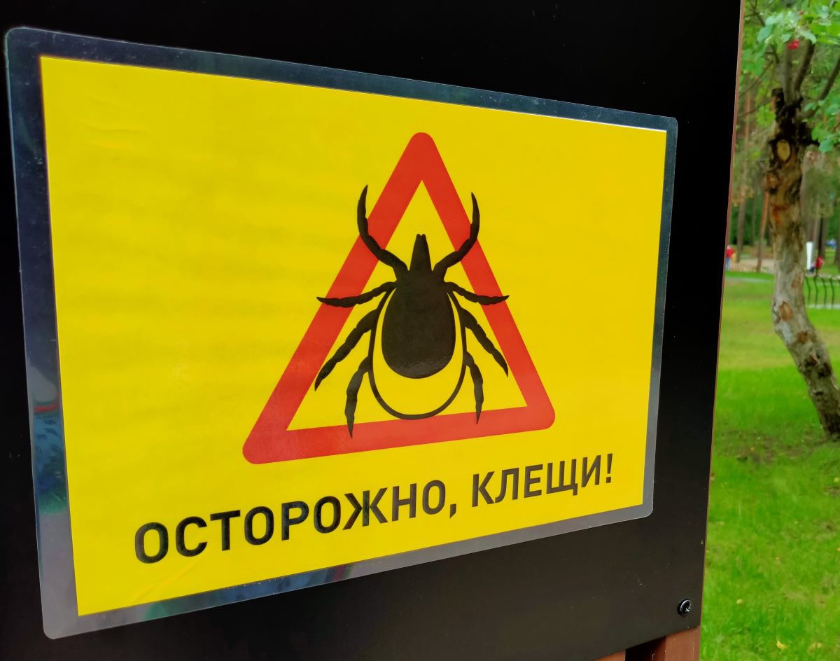 Клещи на даче, в городе, на прогулке в парке: простой способ без химии  обезопасить одежду и обувь