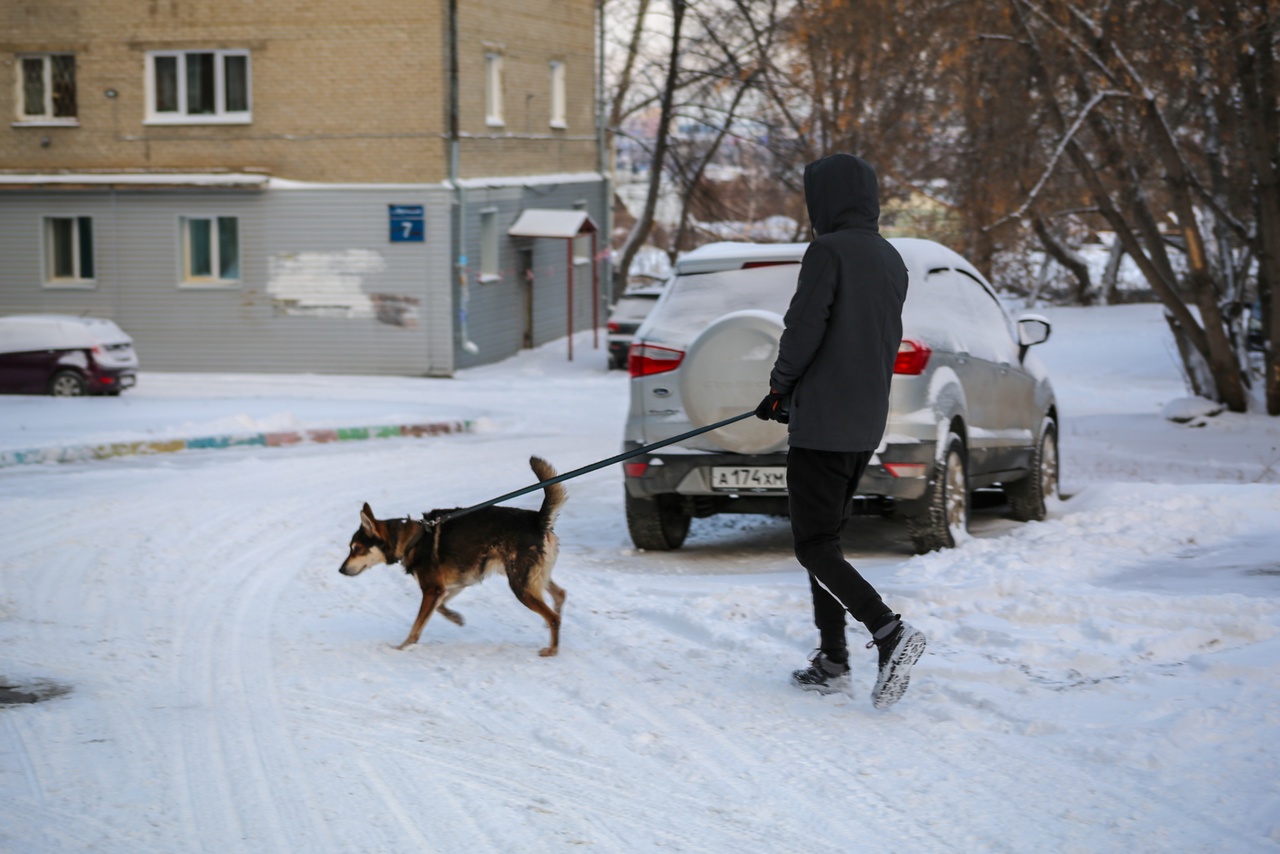 Сильные морозы в новосибирске. Собака на морозе. Прогулка на морозе. Пес Мороз. Собака выгуливает своего хозяина.