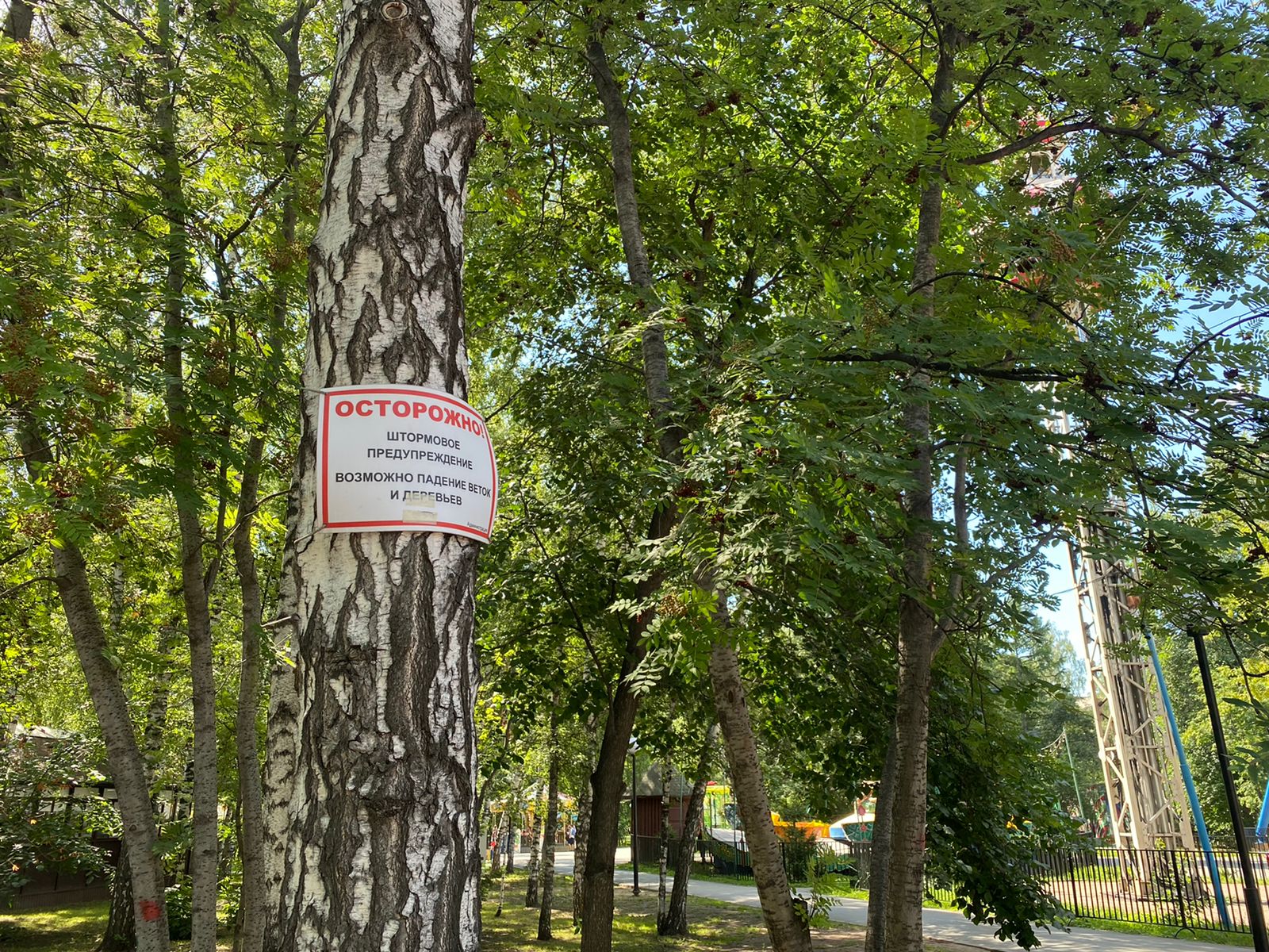 Упало дерево в парке. Парки Новосибирска. Ивы в парках Новосибирска. Упавшее дерево.