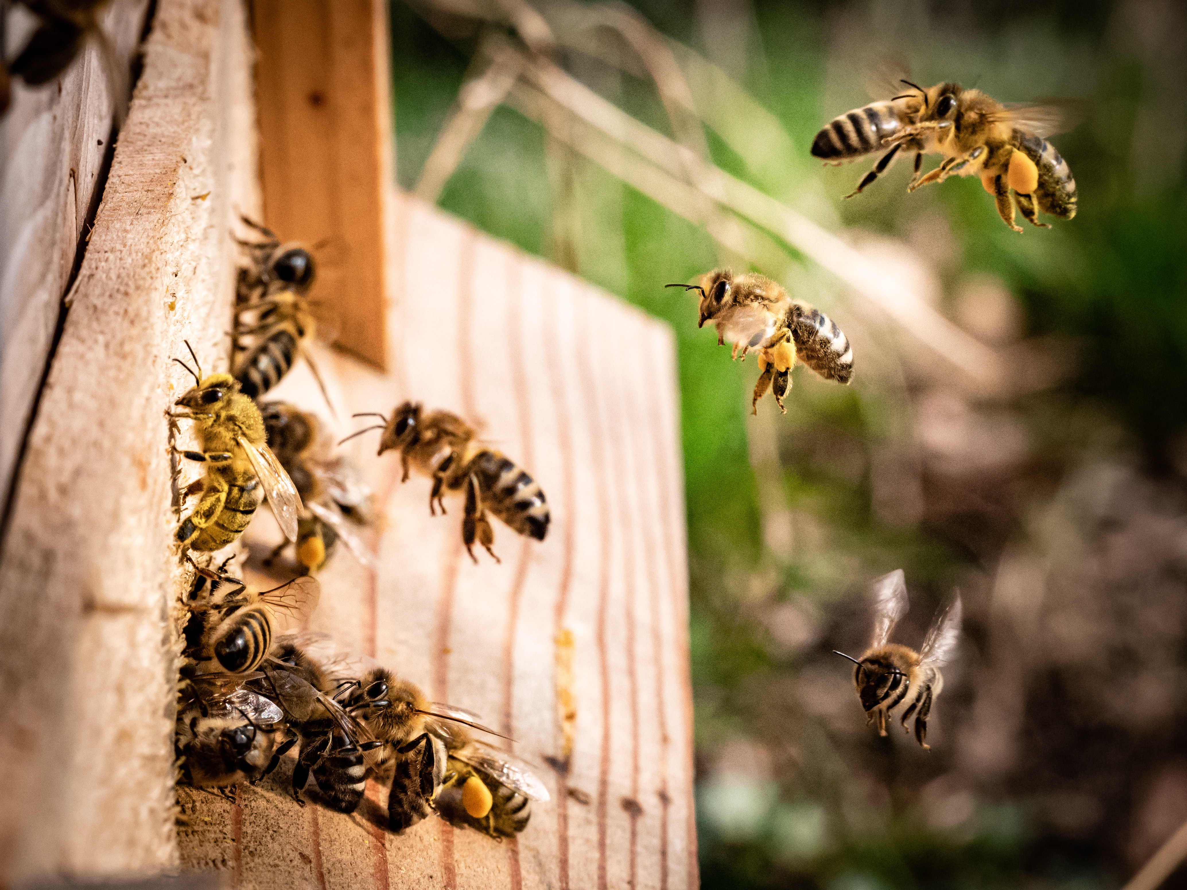 Погода в пчела. Медоносная пчела улей. Пчелиная семья улей. Пчелы в улье. Дикие пчелы.