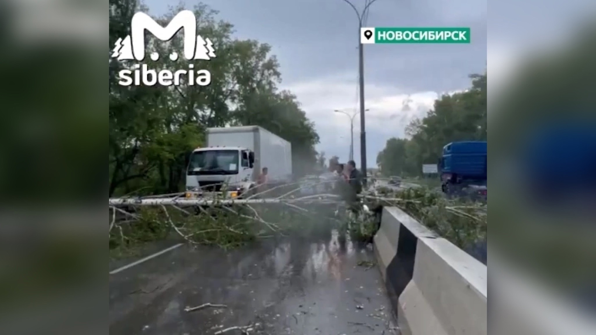 Две березы перегородили дорогу автомобилистам на Мочищенском шоссе в  Новосибирске