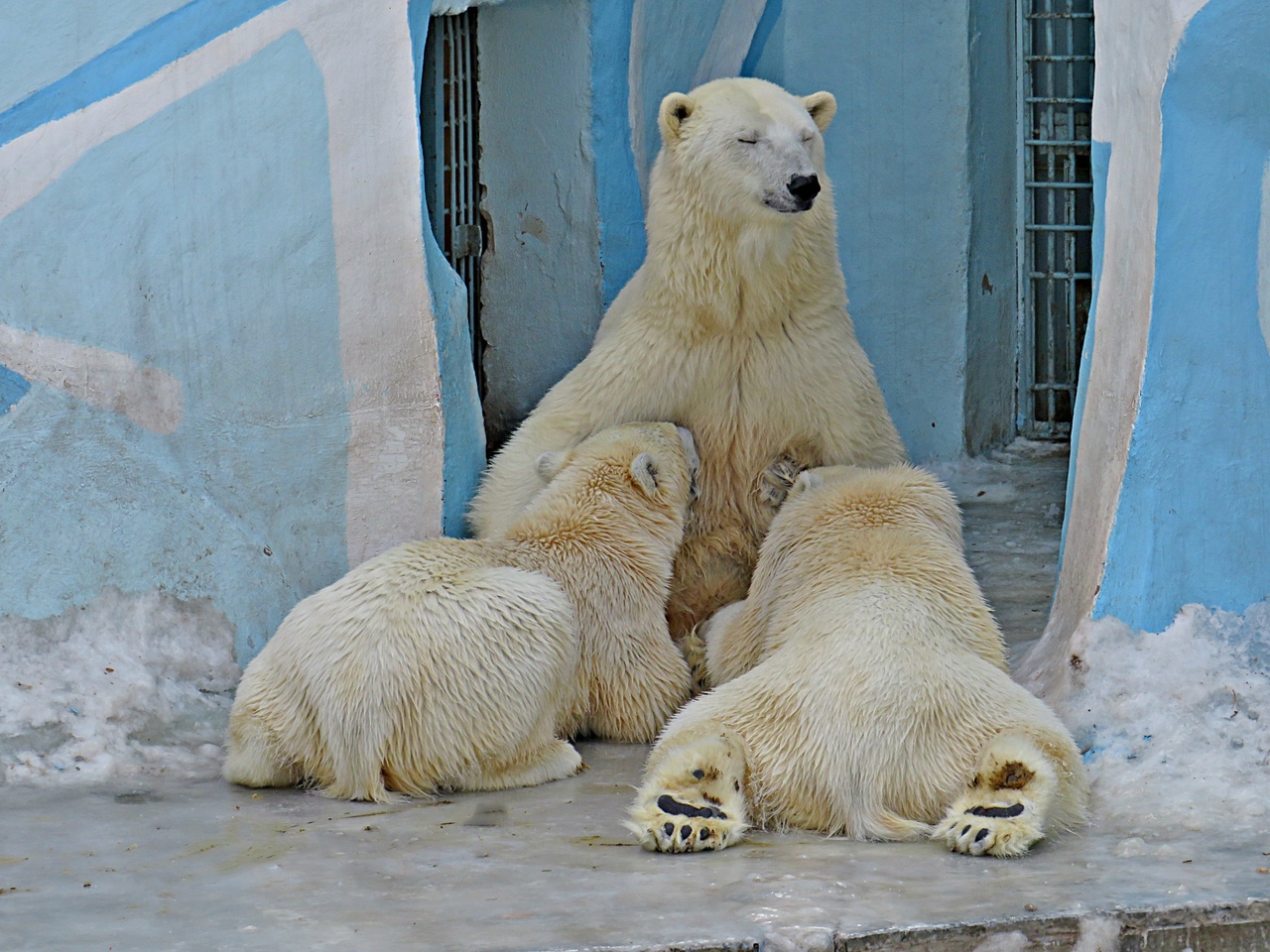 Шилка белый медведь Новосибирск