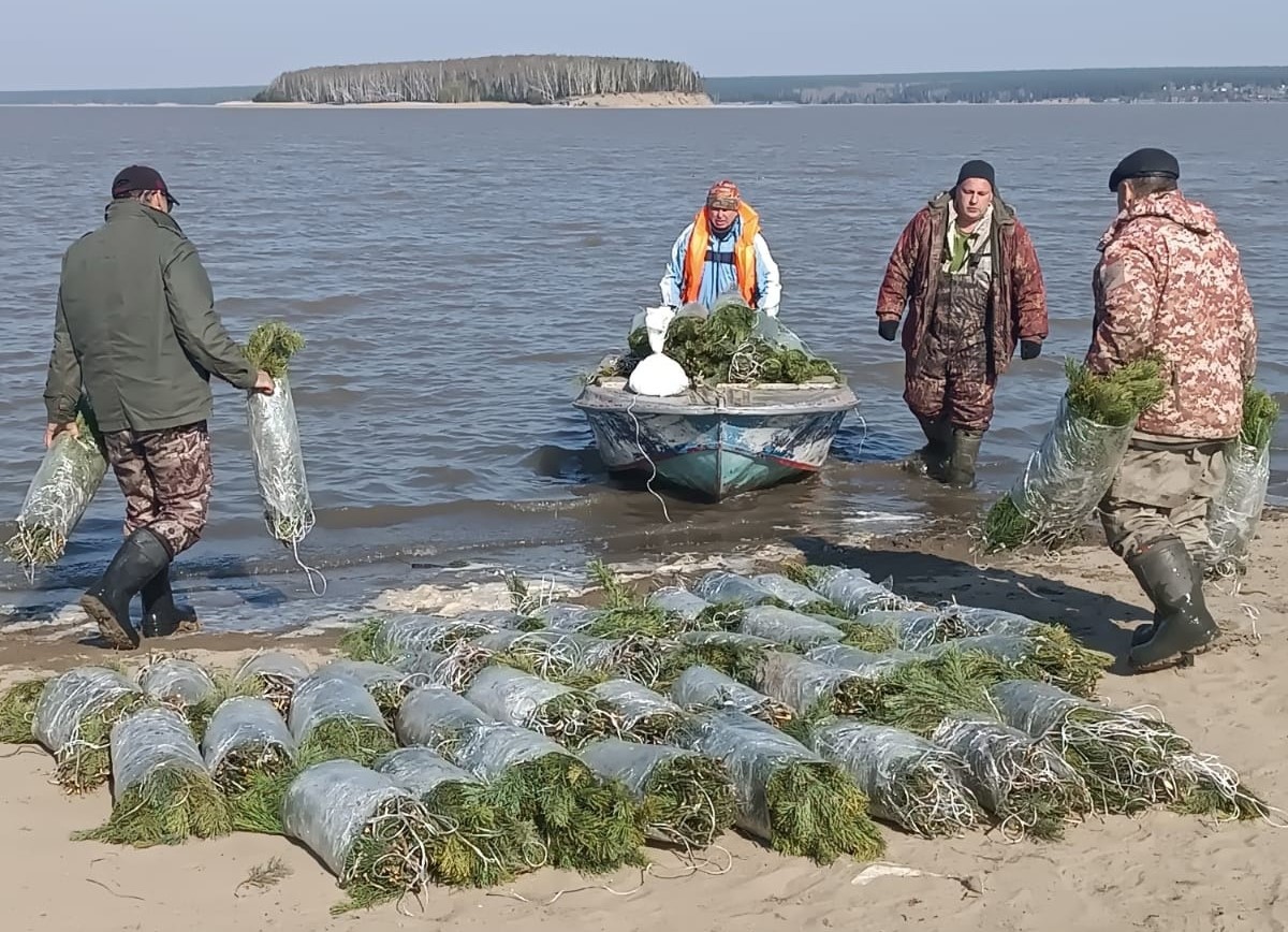 Главрыбвод» установил более 20 тысяч искусственных нерестилищ на реке Оби и  Новосибирском водохранилище