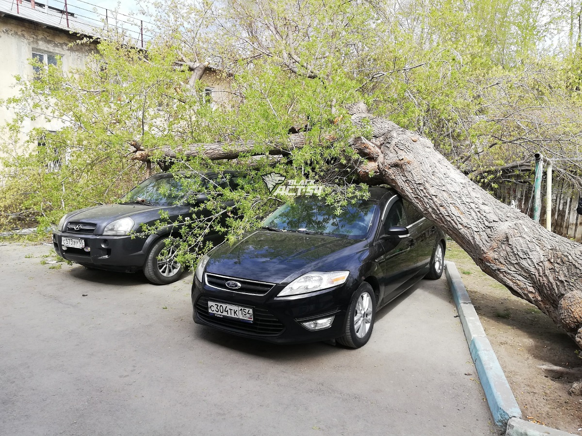 В Новосибирске на улице Фасадной старый клен рухнул на припаркованные  автомобили