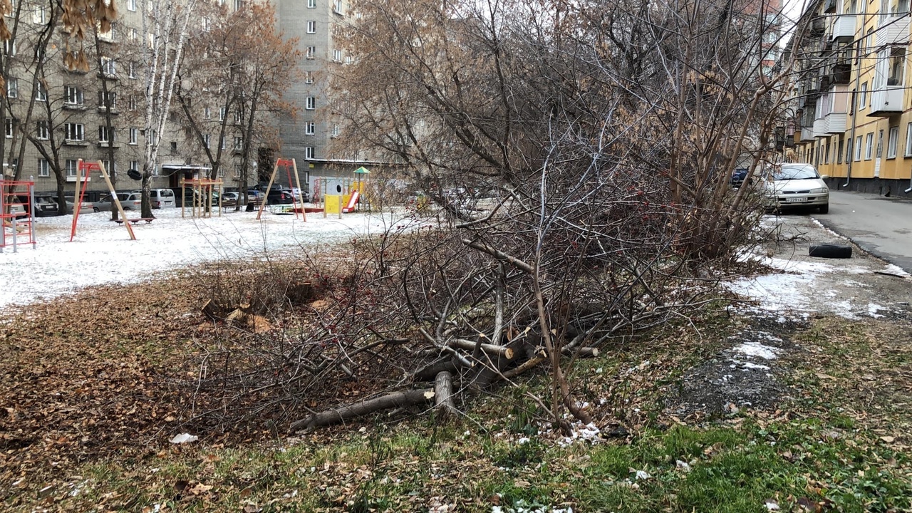 В Новосибирске спилили липы у остановки «Стадион Сибирь»