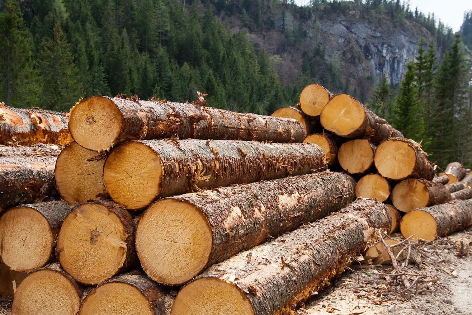 Экспорт необработанного леса из России упал на 70%